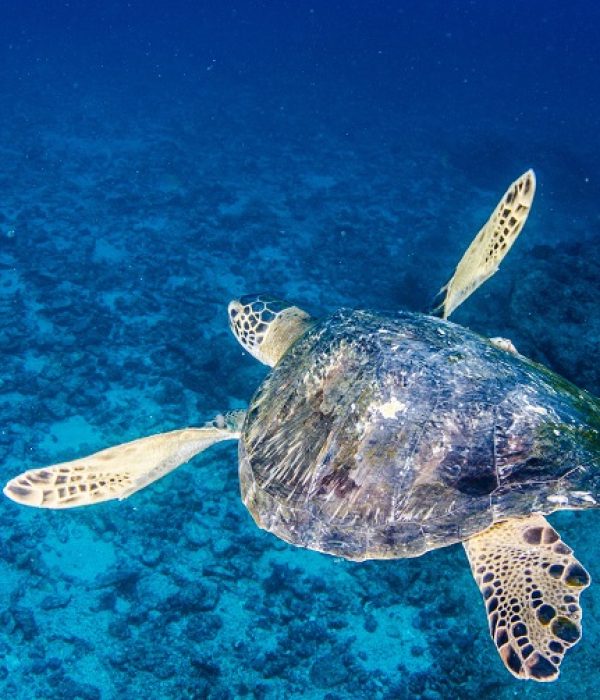 Sea turtle resting in the reefs of Cabo Pulmo National Park, Cousteau once named it The world's aquarium. Baja California Sur,Mexico.